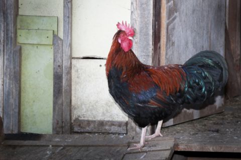 Tiere auf unserem Hof