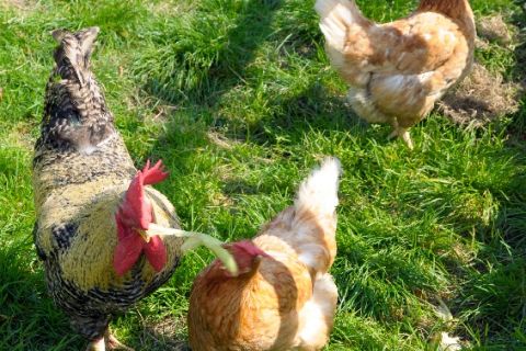 Tiere auf unserem Hof