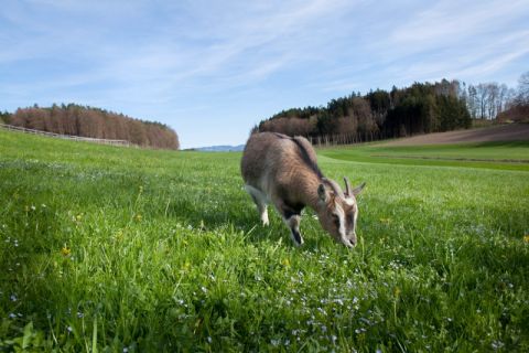 Tiere auf unserem Hof
